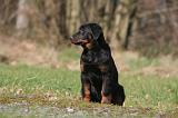 BEAUCERON - PUPPIES 401